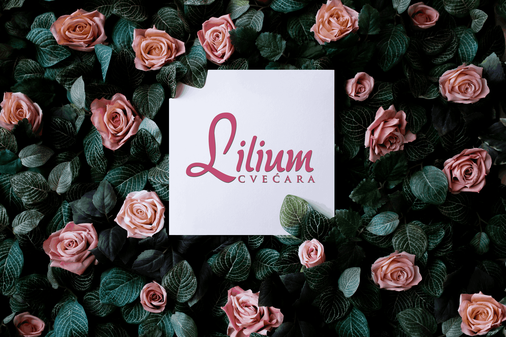 lilium